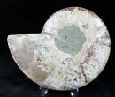 Cut Ammonite Fossil (Half) - Agatized #20569-1